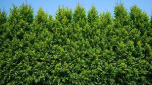 fast growing privacy trees